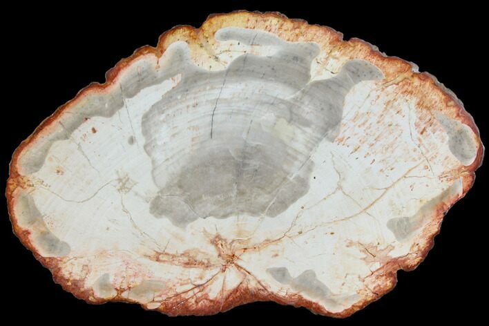 Petrified Wood (Araucaria) Slab - Madagascar #118770
